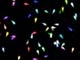 Particle : un puzzle en d�mo